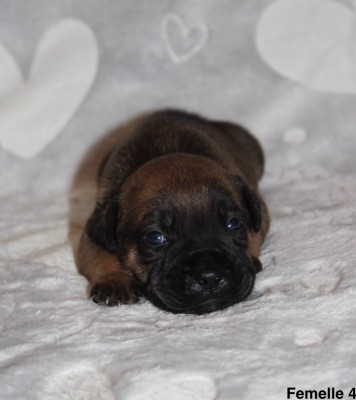 Les chiots de Staffordshire Bull Terrier
