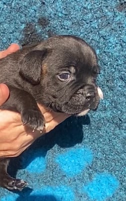 Les chiots de Staffordshire Bull Terrier