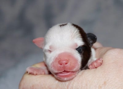 Les chiots de Staffordshire Bull Terrier