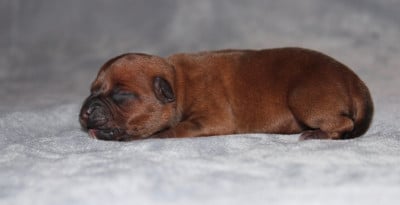 Les chiots de Staffordshire Bull Terrier