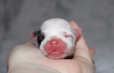 Les chiots de Staffordshire Bull Terrier