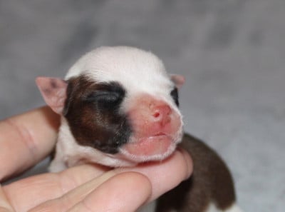 Les chiots de Staffordshire Bull Terrier