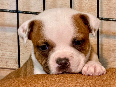 Les chiots de Staffordshire Bull Terrier