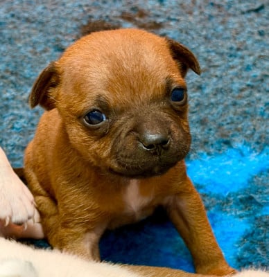 Les chiots de Staffordshire Bull Terrier