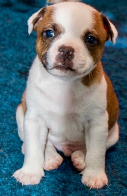 Les chiots de Staffordshire Bull Terrier