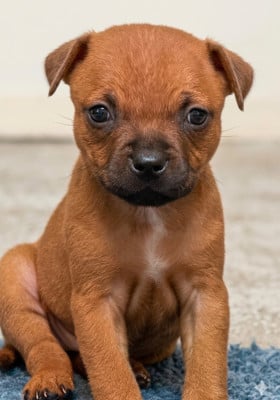 Les chiots de Staffordshire Bull Terrier