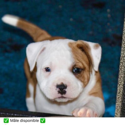 Les chiots de Staffordshire Bull Terrier