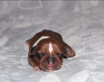 Les chiots de Staffordshire Bull Terrier