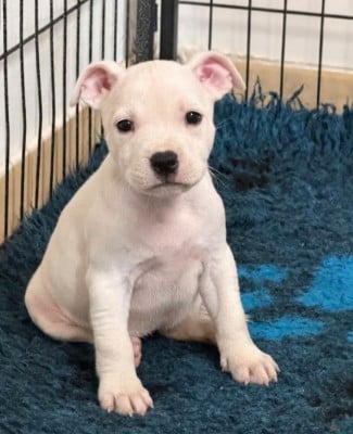 Les chiots de Staffordshire Bull Terrier