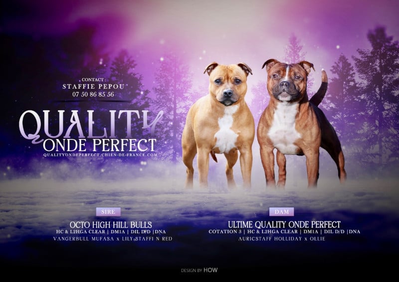 Staffordshire Bull Terrier - Quality Onde Perfect
