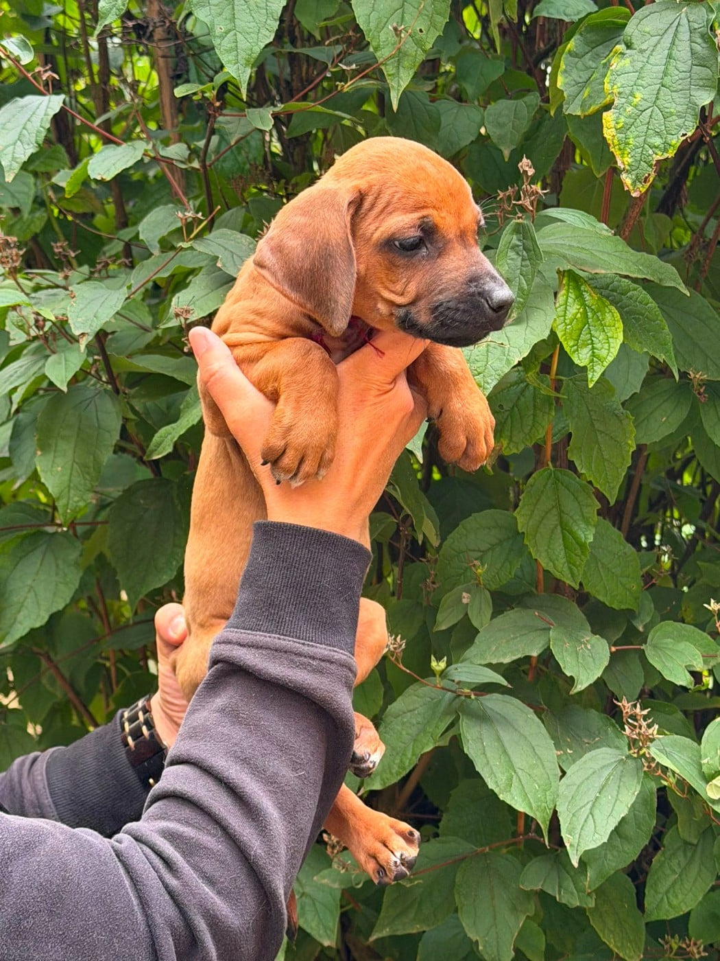 Madame Bordeau - BIRDY - Rhodesian Ridgeback
