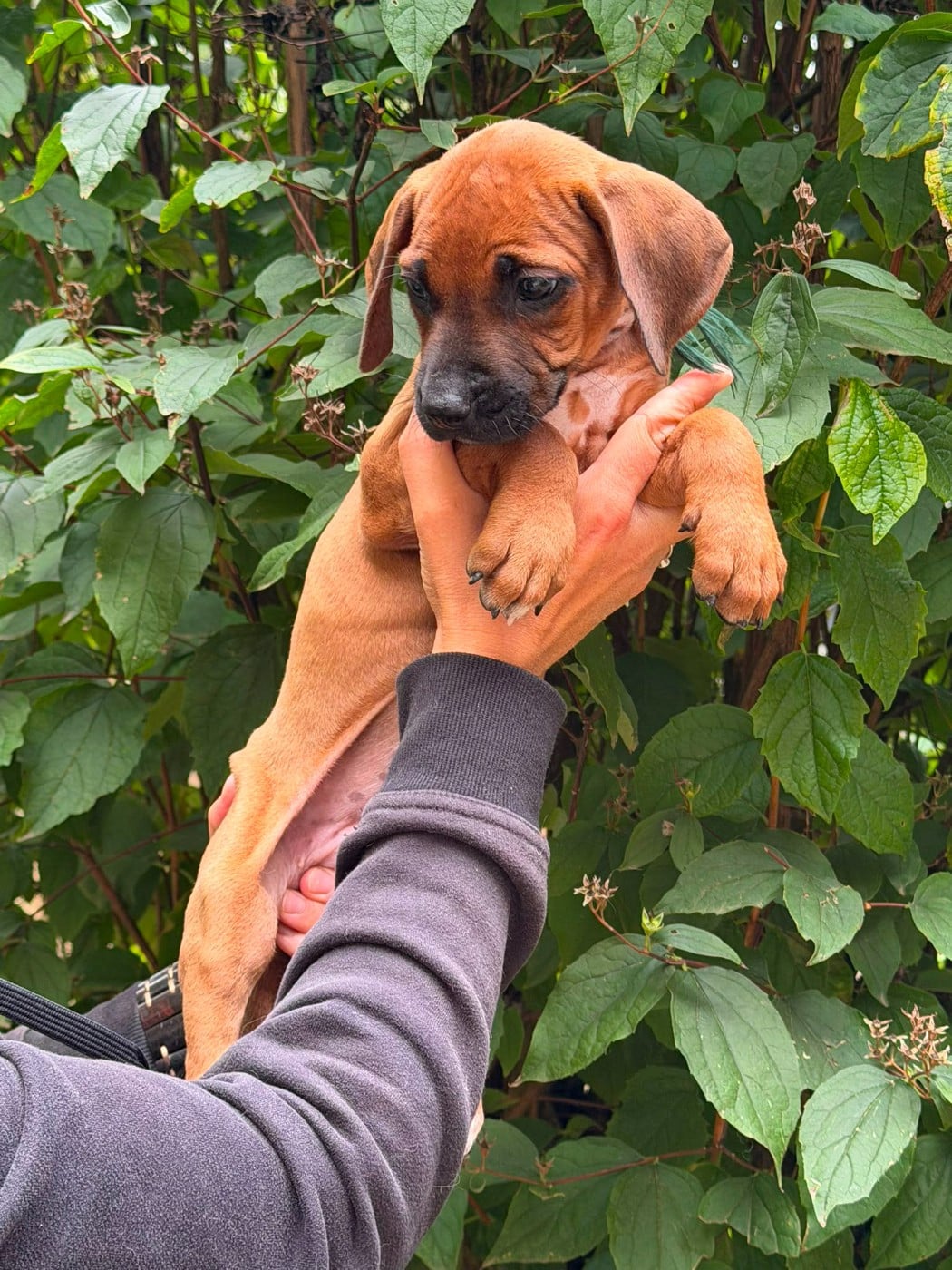 Madame verte foncée - BOMA - Rhodesian Ridgeback
