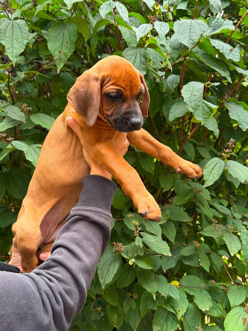 Madame jaune fluo - BLOOM - Rhodesian Ridgeback