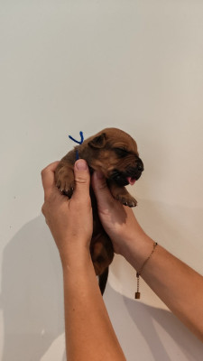Les chiots de Rhodesian Ridgeback