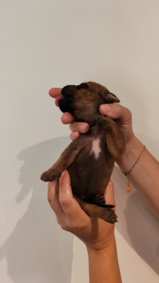 Les chiots de Rhodesian Ridgeback