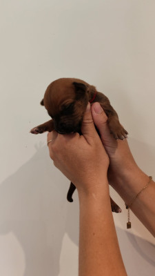 Les chiots de Rhodesian Ridgeback