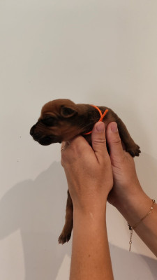 Les chiots de Rhodesian Ridgeback