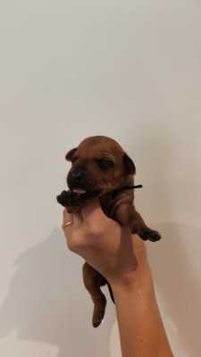 Les chiots de Rhodesian Ridgeback