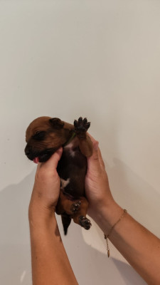 Les chiots de Rhodesian Ridgeback