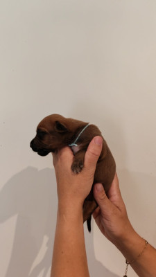 Les chiots de Rhodesian Ridgeback