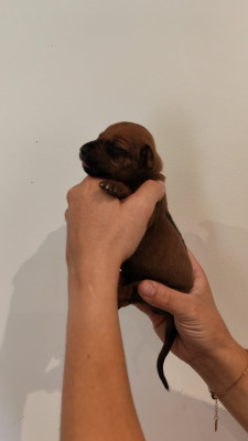 Les chiots de Rhodesian Ridgeback
