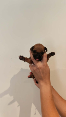 Les chiots de Rhodesian Ridgeback