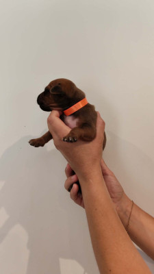 Les chiots de Rhodesian Ridgeback