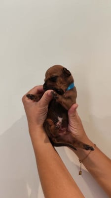 Les chiots de Rhodesian Ridgeback
