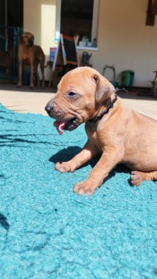 Les chiots de Rhodesian Ridgeback