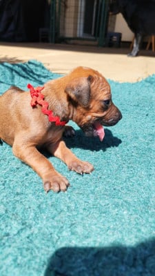 Les chiots de Rhodesian Ridgeback