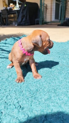 Les chiots de Rhodesian Ridgeback