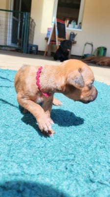 Les chiots de Rhodesian Ridgeback