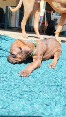 Les chiots de Rhodesian Ridgeback