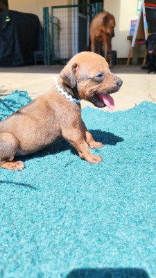 Les chiots de Rhodesian Ridgeback