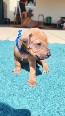 Les chiots de Rhodesian Ridgeback