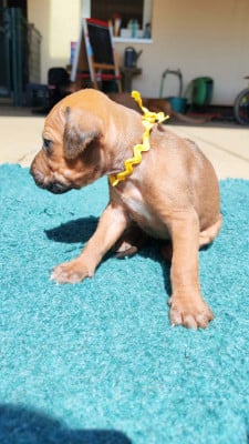 Les chiots de Rhodesian Ridgeback