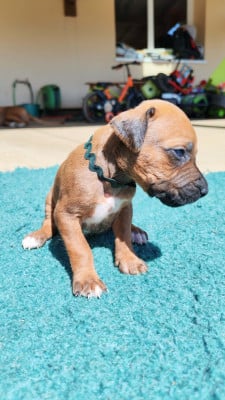 Les chiots de Rhodesian Ridgeback
