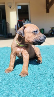 Les chiots de Rhodesian Ridgeback