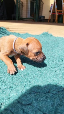 Les chiots de Rhodesian Ridgeback