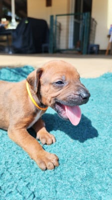 Les chiots de Rhodesian Ridgeback