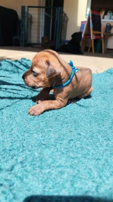 Les chiots de Rhodesian Ridgeback