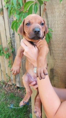 Les chiots de Rhodesian Ridgeback