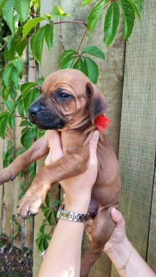 Les chiots de Rhodesian Ridgeback