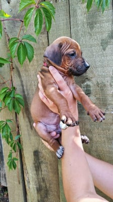 Les chiots de Rhodesian Ridgeback