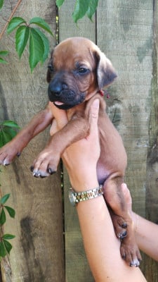 Les chiots de Rhodesian Ridgeback