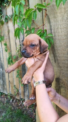 Les chiots de Rhodesian Ridgeback