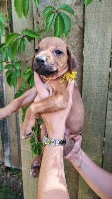 Les chiots de Rhodesian Ridgeback