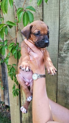 Les chiots de Rhodesian Ridgeback