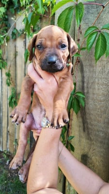 Les chiots de Rhodesian Ridgeback