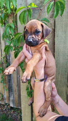 Les chiots de Rhodesian Ridgeback
